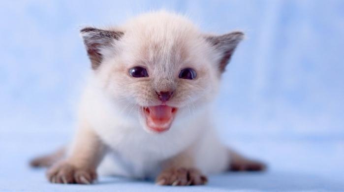Quantos dias os gatinhos abrem os olhos após o nascimento?