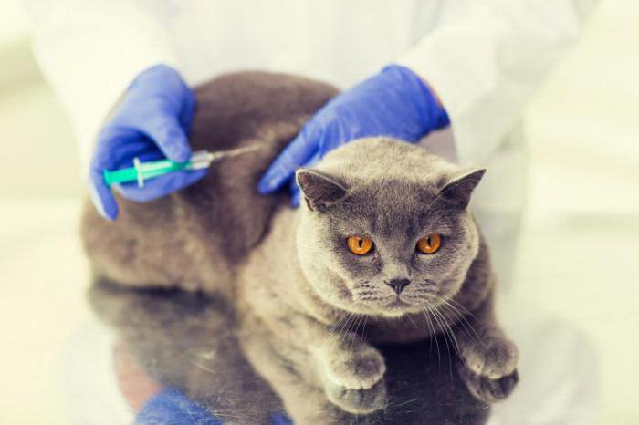 vacinas para gatinhos britânicos em que idade