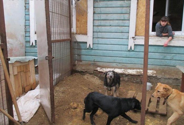 Abrigos para animais em Vladimir