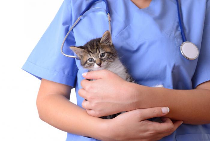 Smolensk. Clínica veterinária - ajuda os animais de estimação