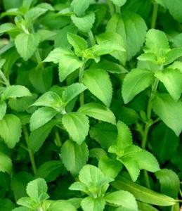 Stevia: cultivo, reprodução, cuidados, aplicação