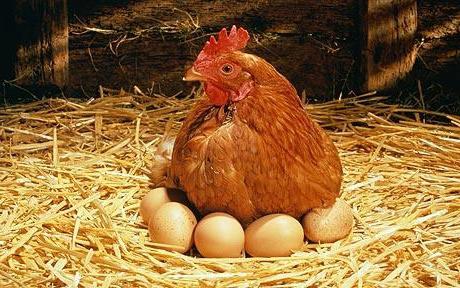 Interpretação dos sonhos: o que as galinhas parecem