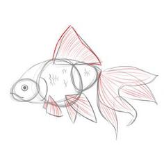 Como desenhar um peixe dourado em etapas