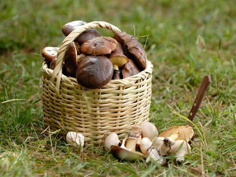 cogumelos comestíveis na região de Yaroslavl