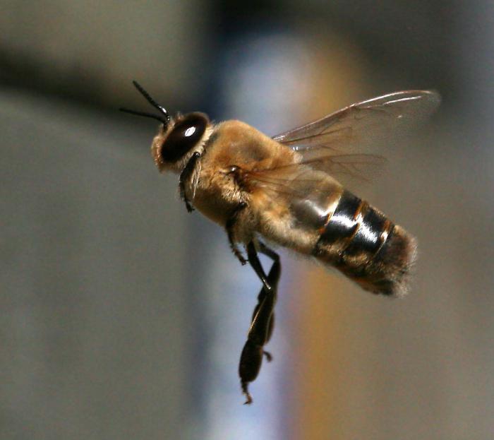 O drone é a abelha do sexo masculino