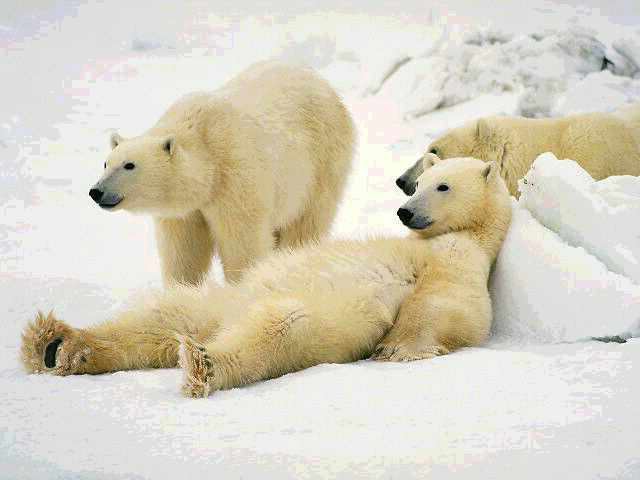 O habitat de um urso polar. Onde vivem os ursos polares?