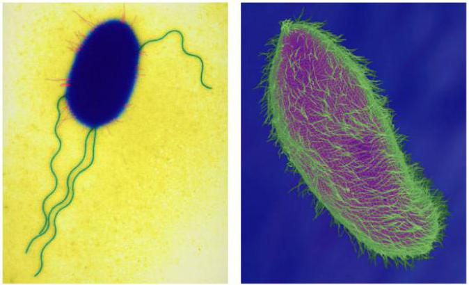 Organelas celulares de membrana: espécies, estrutura, funções