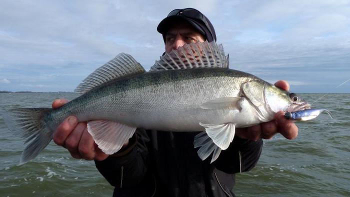 Kaliningrad Bay: pesca de zander